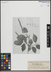 Foto von Salix urbaniana Seemen